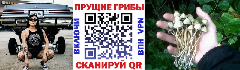 Купить  Кушва  Галлюциногенные грибы Psilocybe 